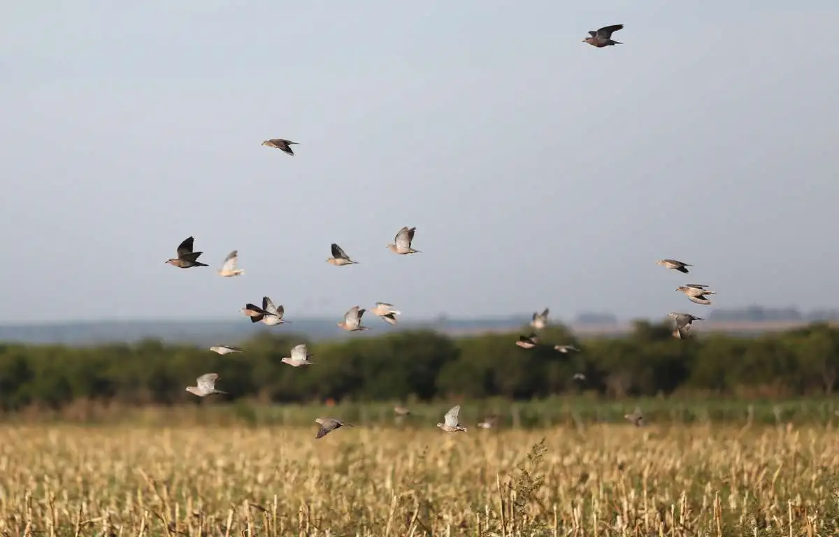 High volume dove shooting gallery image 2