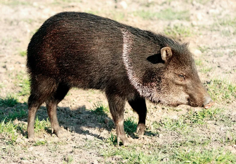 Collared peccary in brush