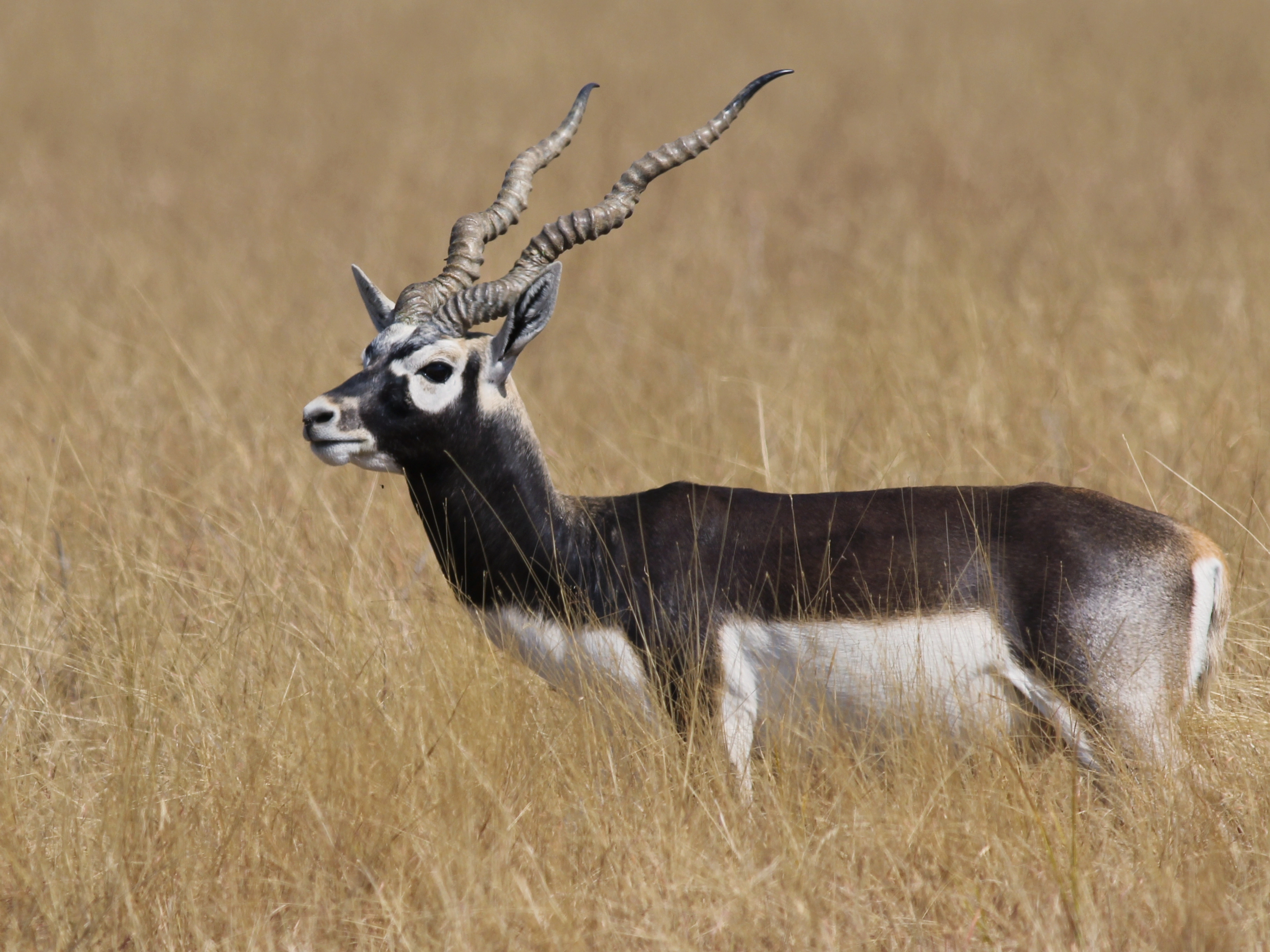 Blackbuck antelope in grassland