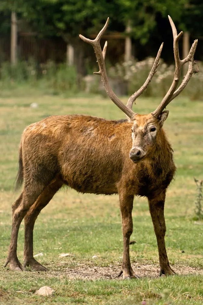 Pere David's deer in open habitat