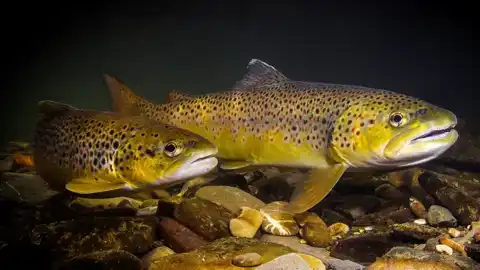 Brown trout in a Patagonia river