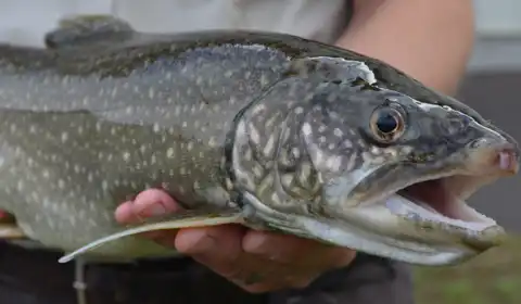 Great lake trout in Patagonia
