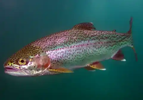 Rainbow trout fishing in Patagonia