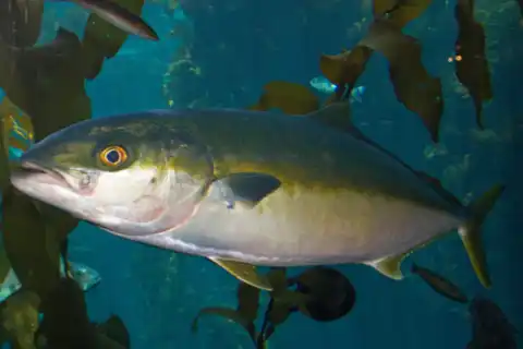 Yellowtail amberjack offshore