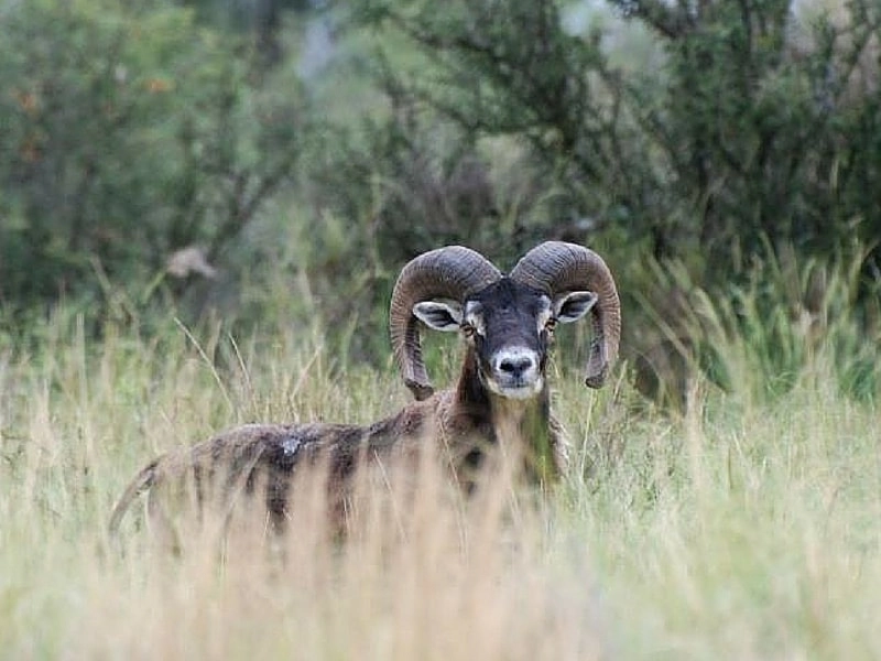 Muflon ram on hillside