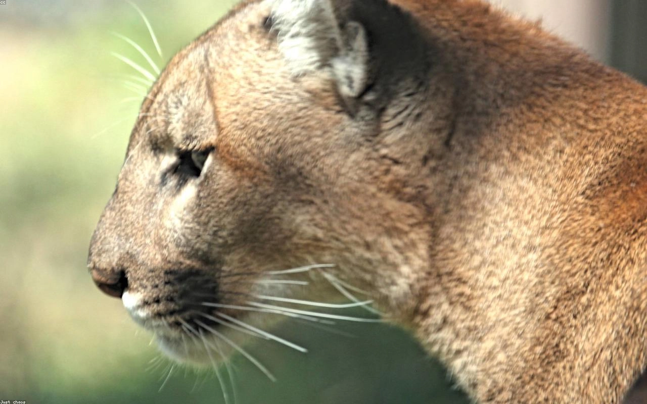 Puma in rugged terrain