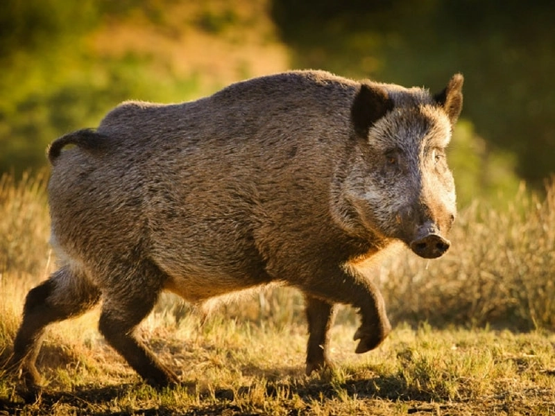Wild boar at dusk